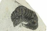 Bargain, Cornuproetus Trilobite Fossil - Morocco #229759-3